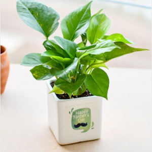 Wonderful Money Plant Special Dad